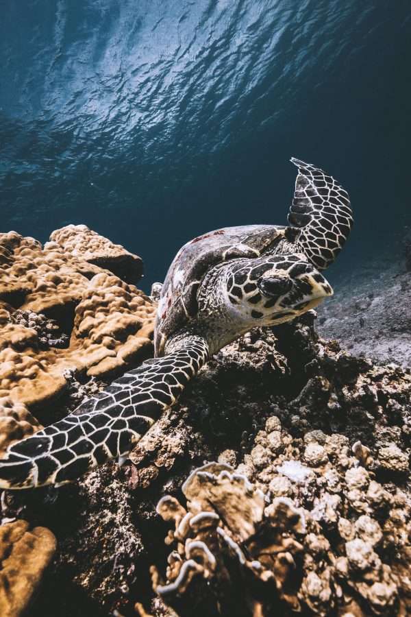 TURTLE 1 - Gili Islands Guide