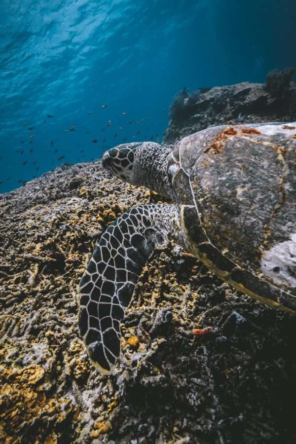 gili islands sea turtle
