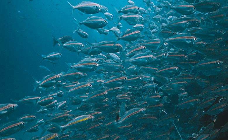 koh-tao-diving open water en Tenerife