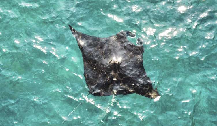 mantas-nusa-penida Advanced aventurer course