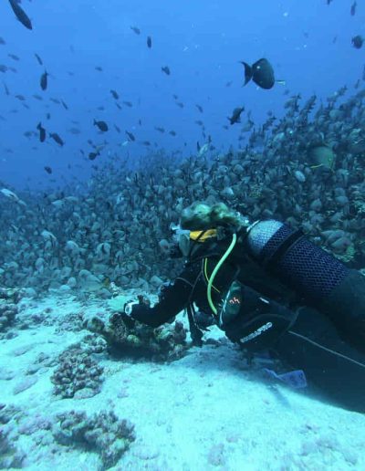 Diving in Nusa Penida 19 Scientific Diving